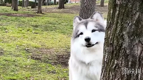 範迪克成勞斯萊斯與世一衛的典范代表